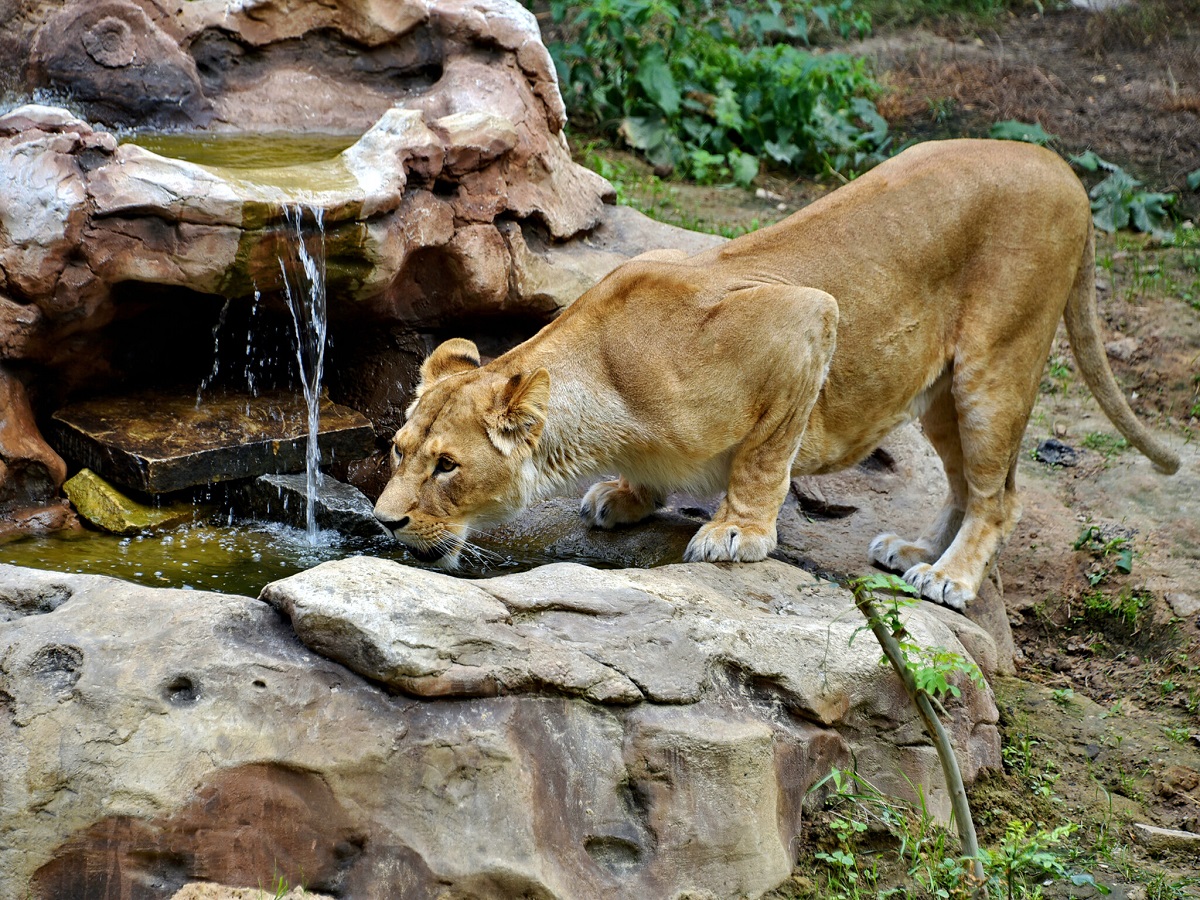 Київський зоопарк