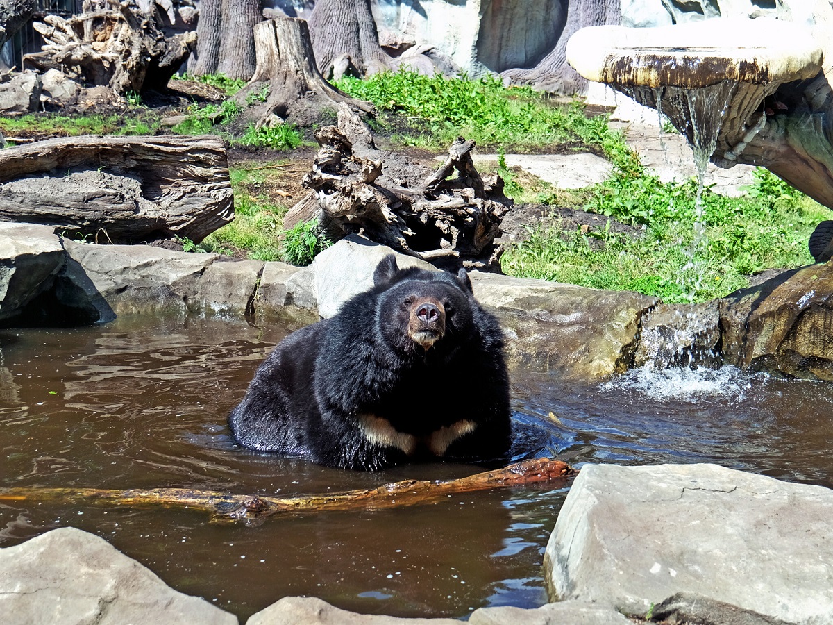 Київський зоопарк