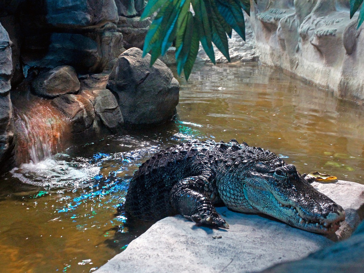 Київський зоопарк