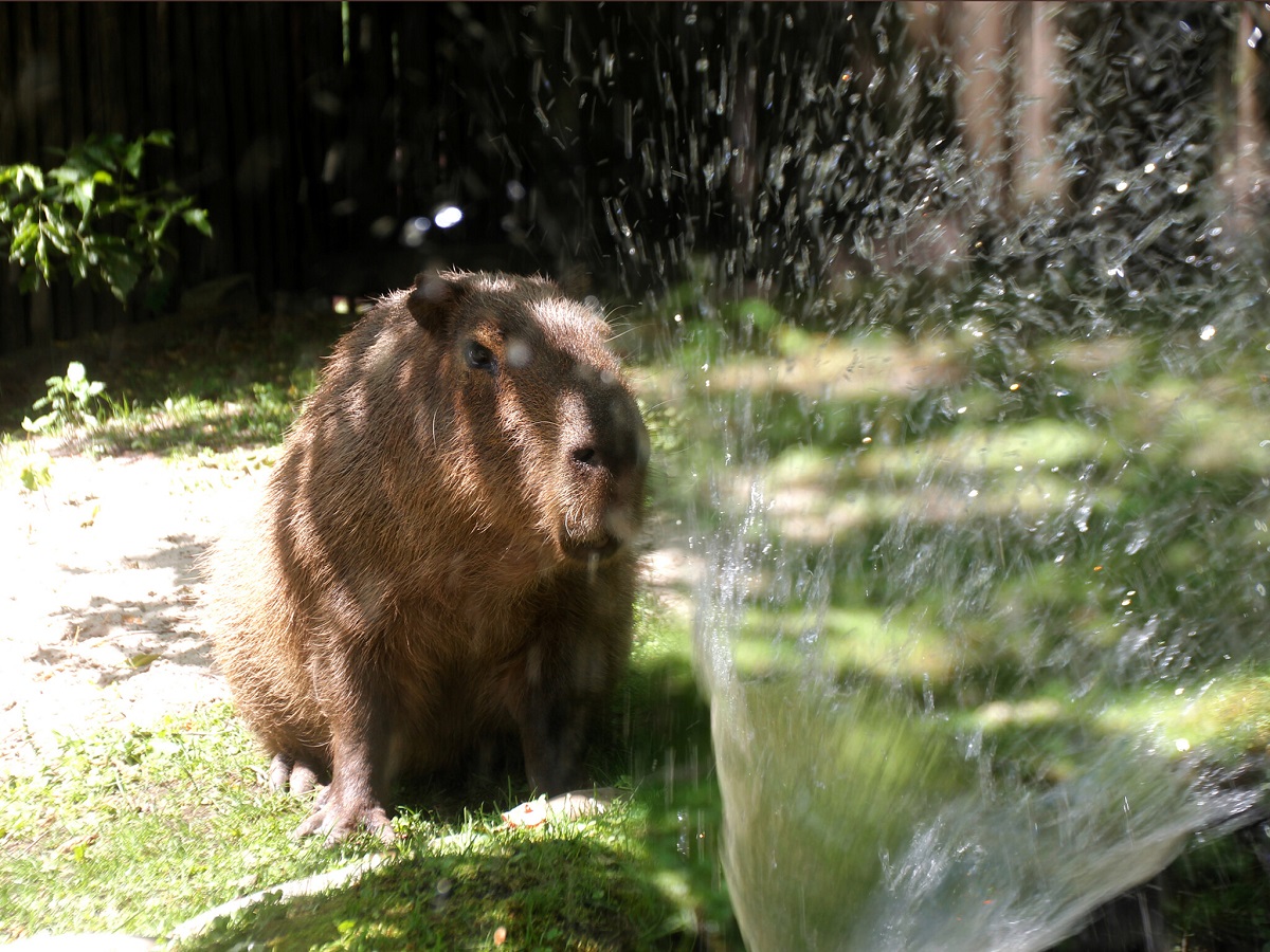 Київський зоопарк
