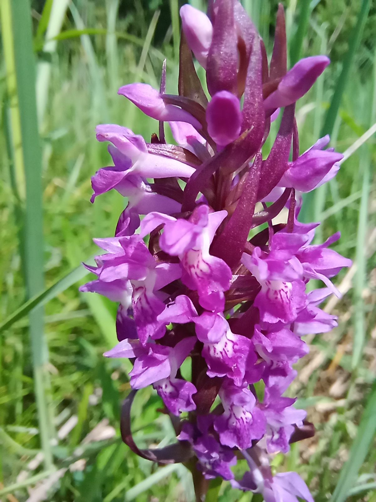 дикі орхідеї