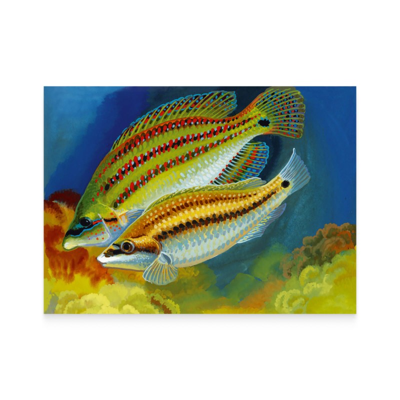 Марки EUROPA. Підводна фауна і флора