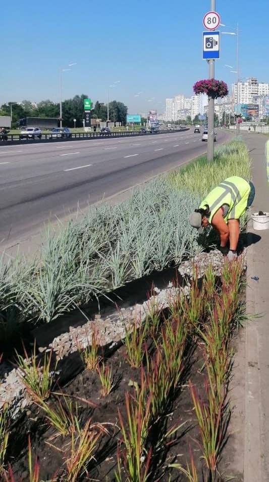 багаторічні трави на Бажана