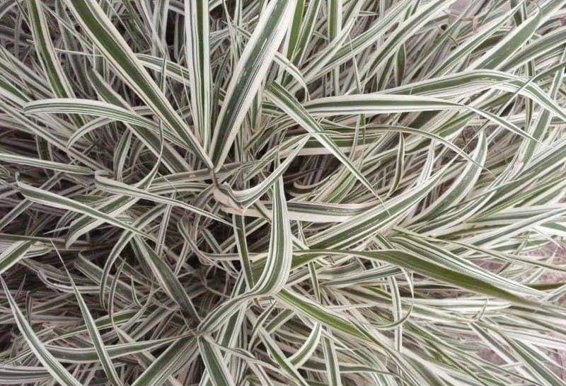 багаторічні трави на Бажана