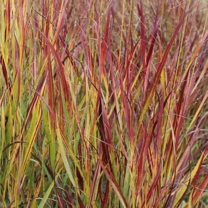 багаторічні трави на Бажана