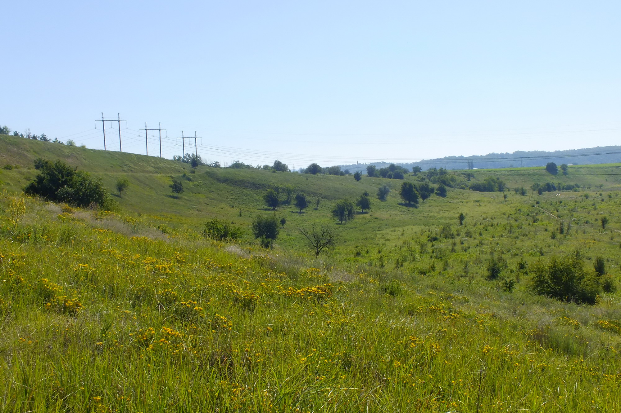 червонокнижні квіти