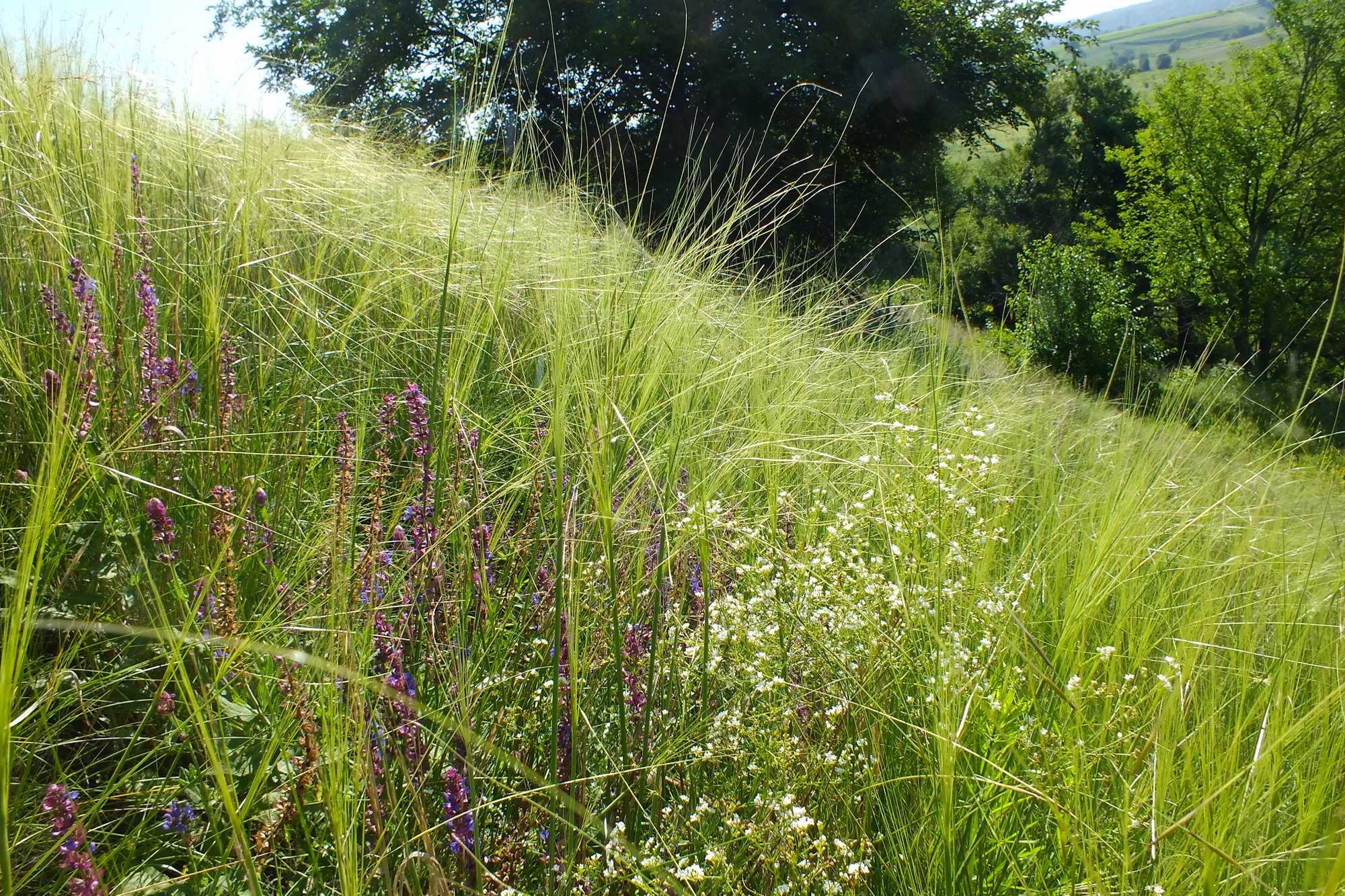 червонокнижні квіти