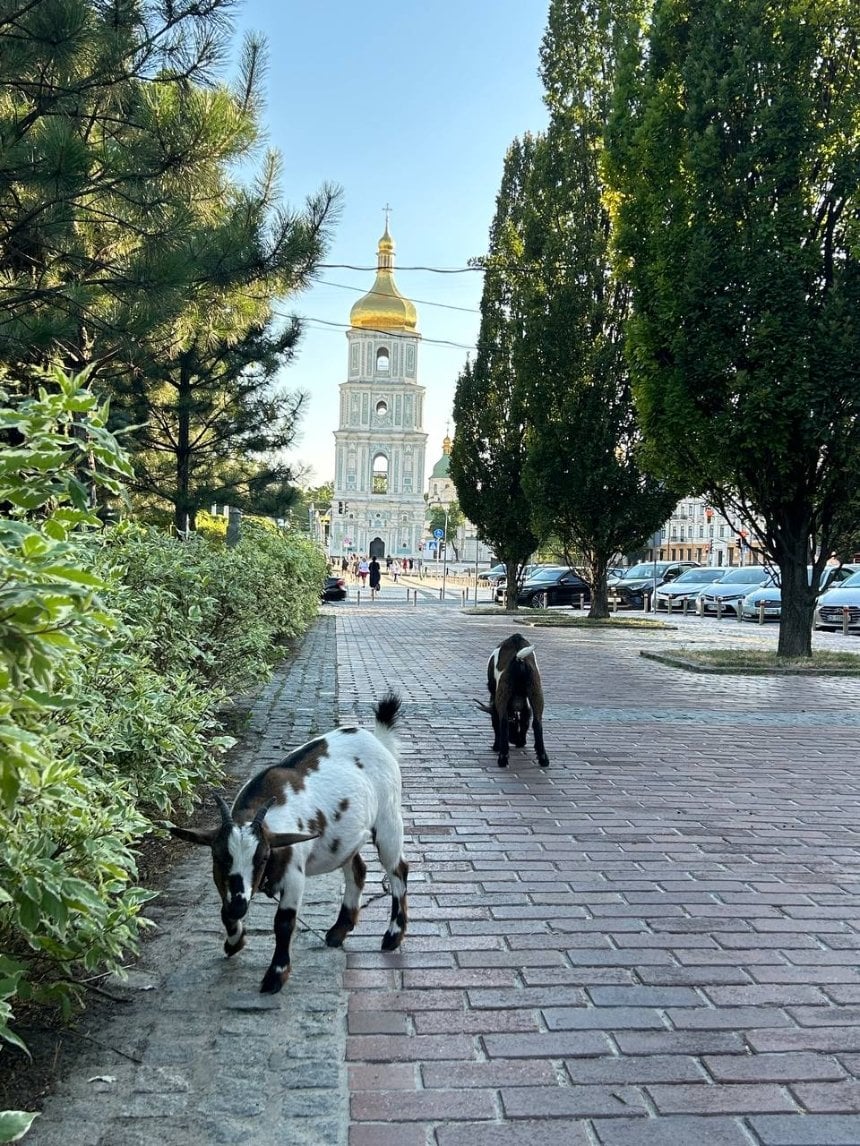 кози на Софійській площі
