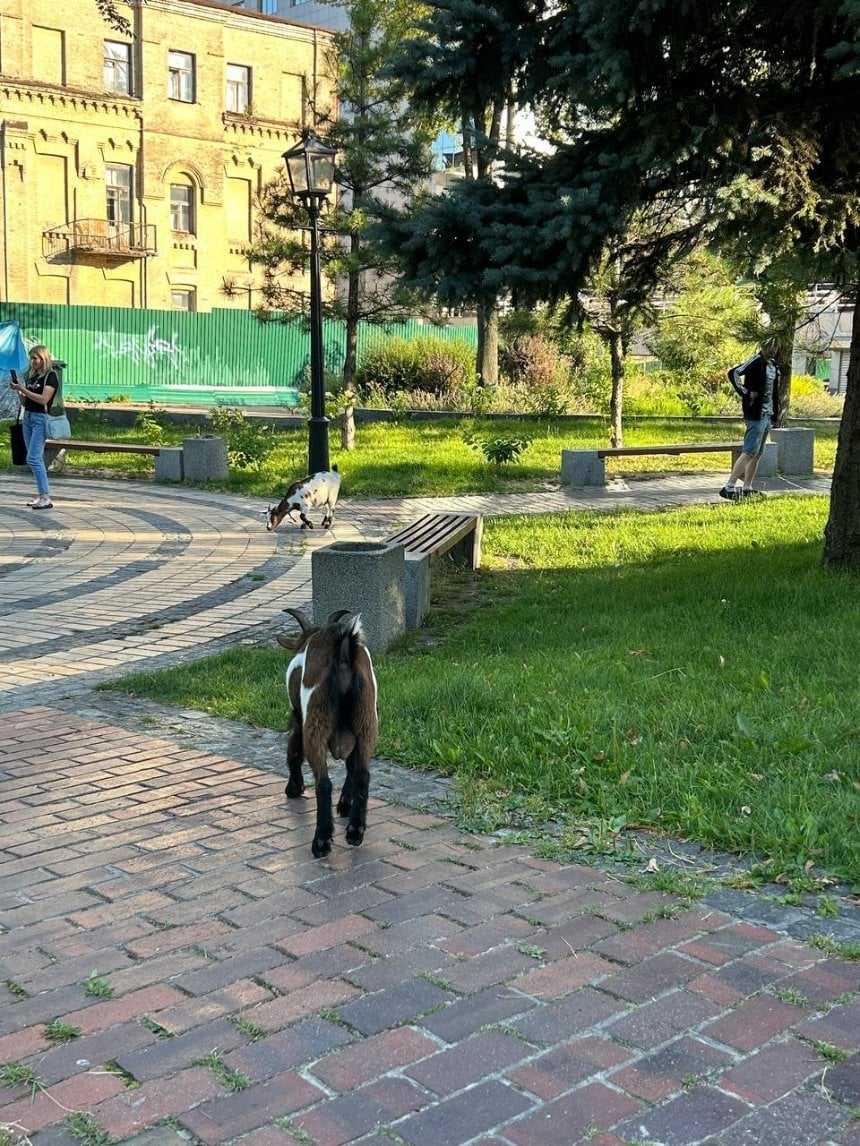 кози на Софійській площі