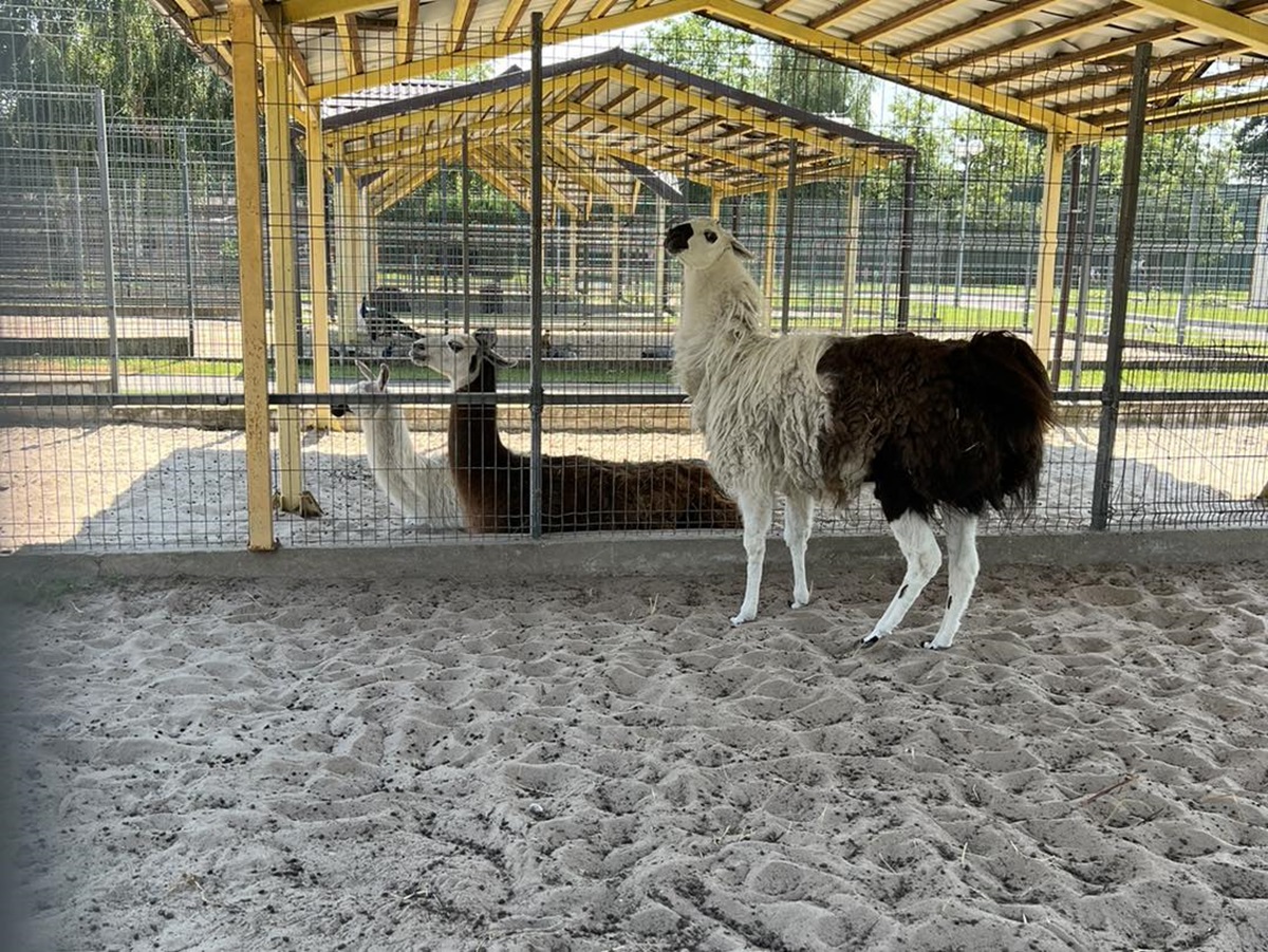 тварини в Межигір'ї