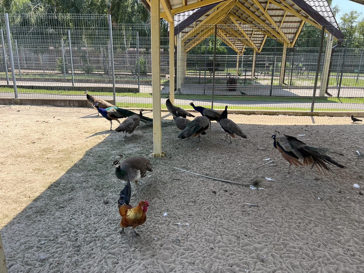 тварини в Межигір'ї