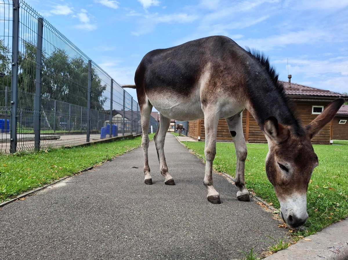 тварини в Межигір'ї