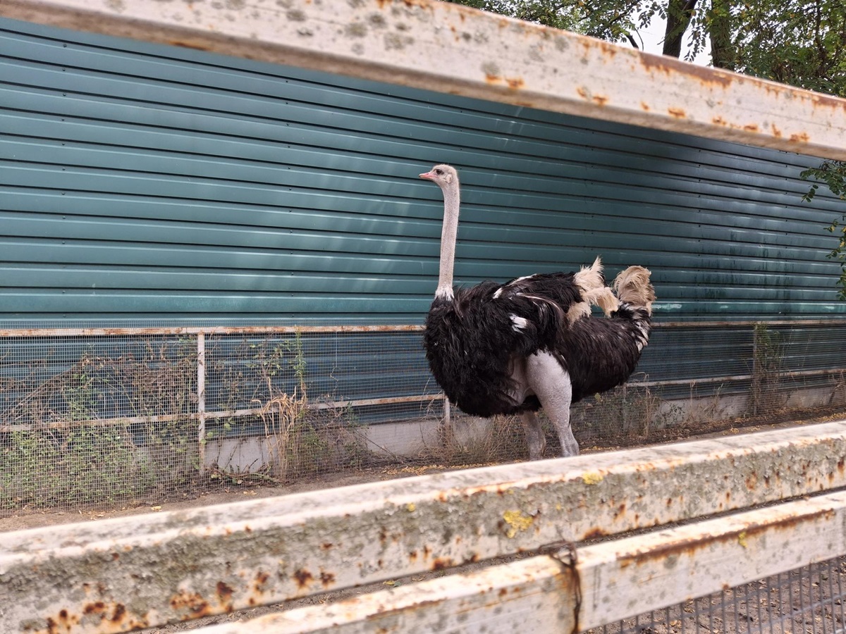 тварини в Межигір'ї
