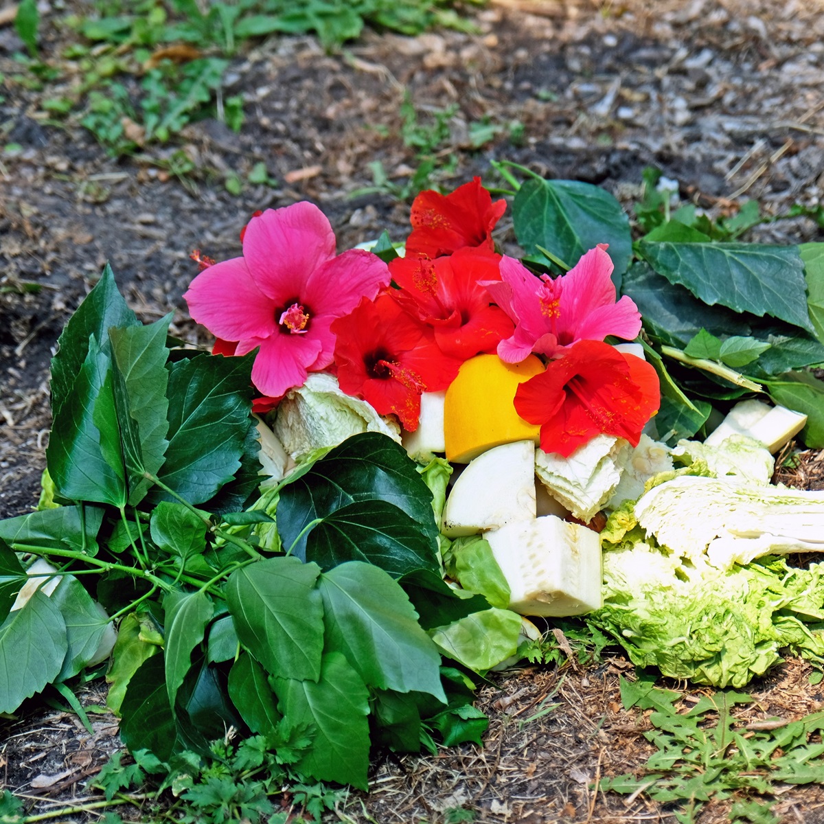 Черепахи в Київському зоопарку