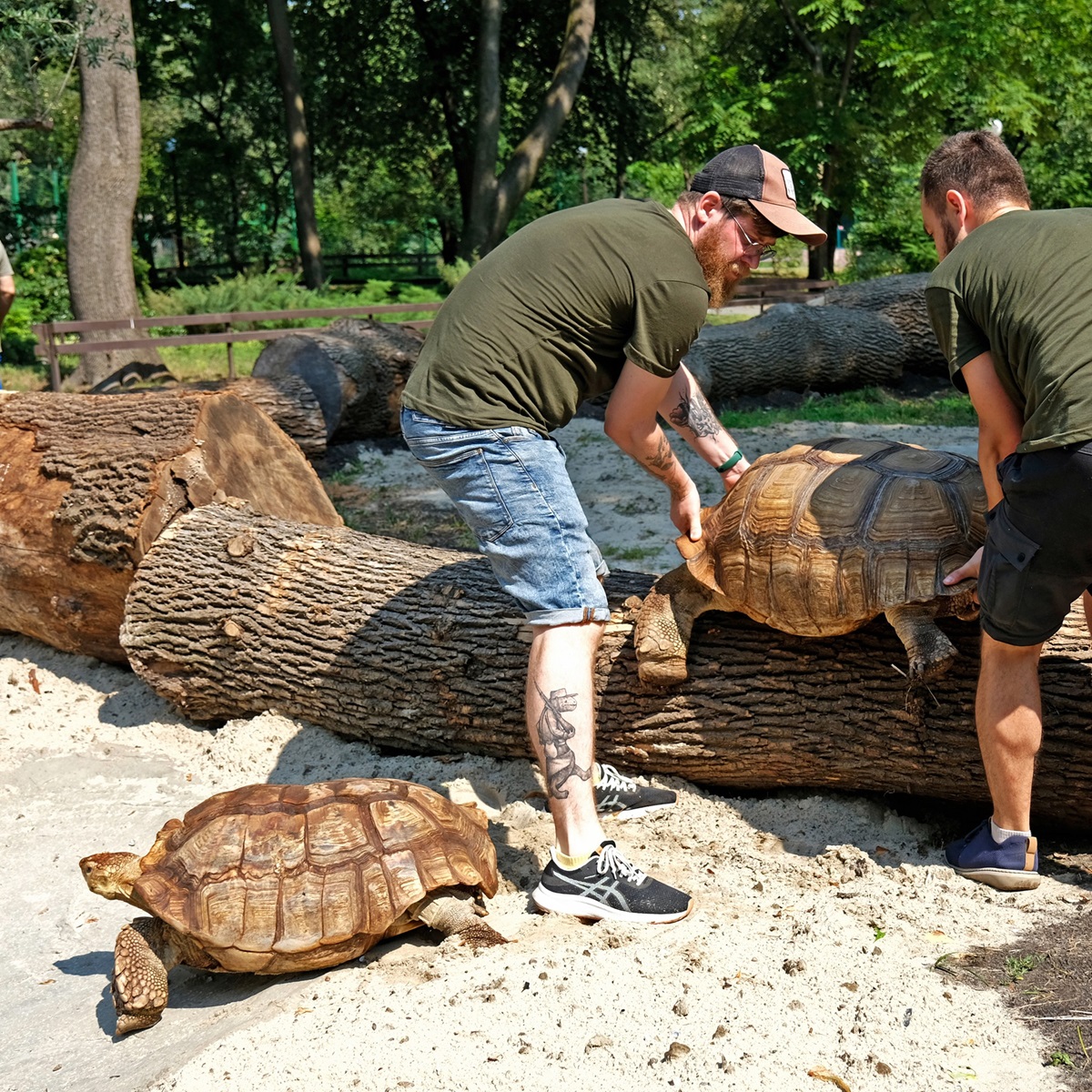 Черепахи в Київському зоопарку