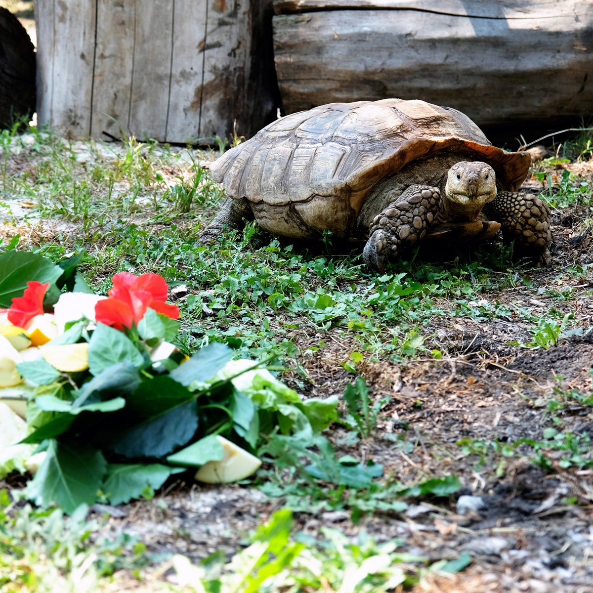 Черепахи в Київському зоопарку