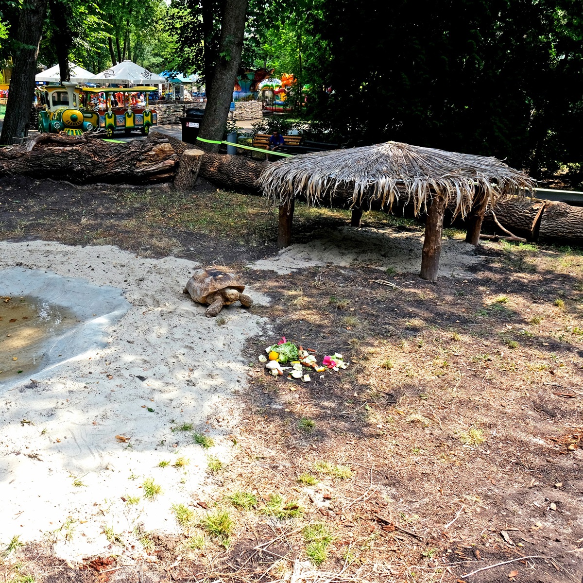 Черепахи в Київському зоопарку