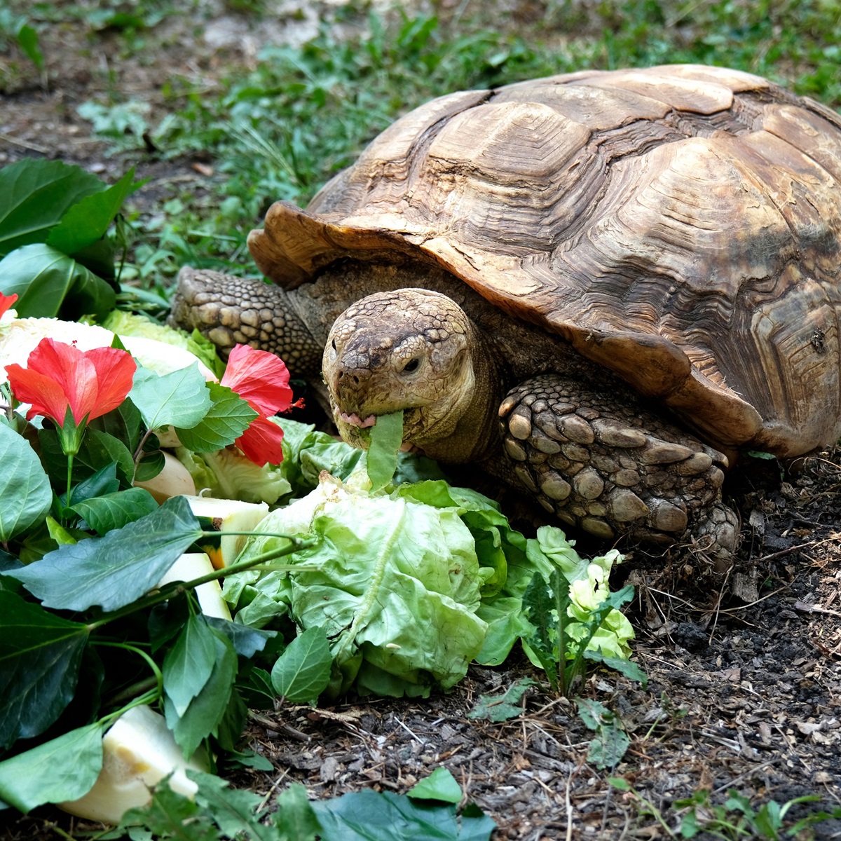 Черепахи в Київському зоопарку