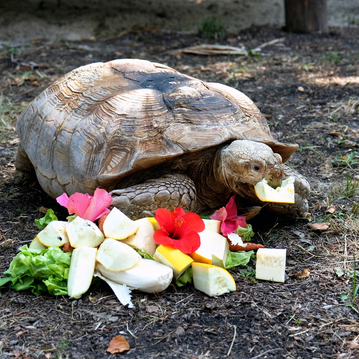 Черепахи в Київському зоопарку