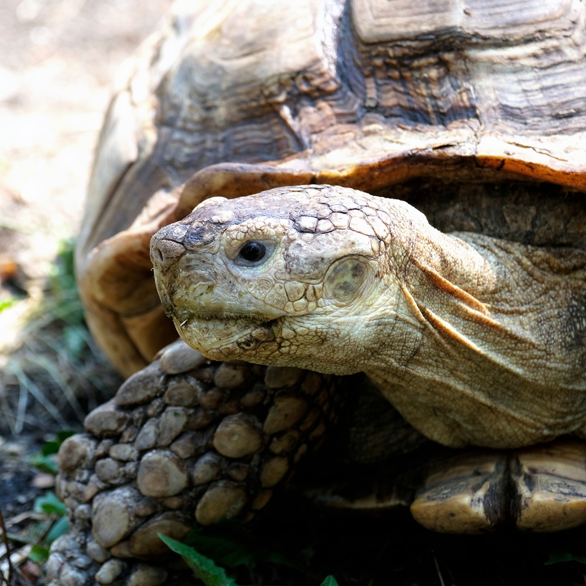 Черепахи в Київському зоопарку