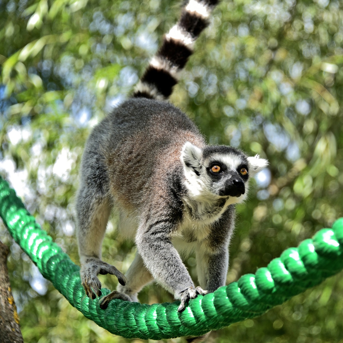 лемури в київському зоопарку