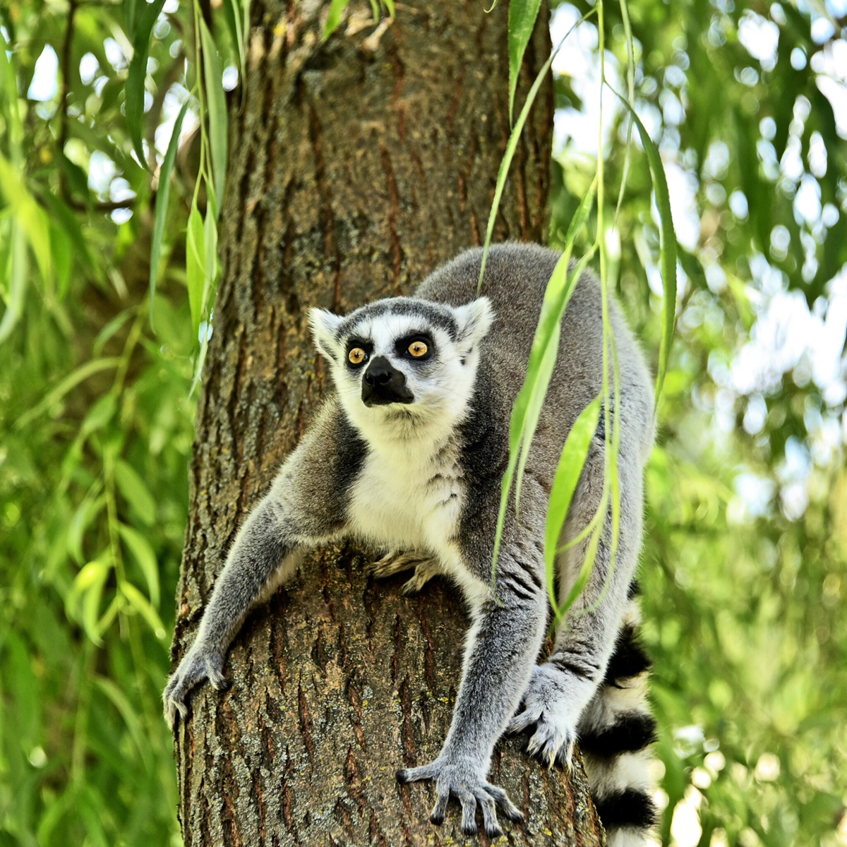 лемури в київському зоопарку