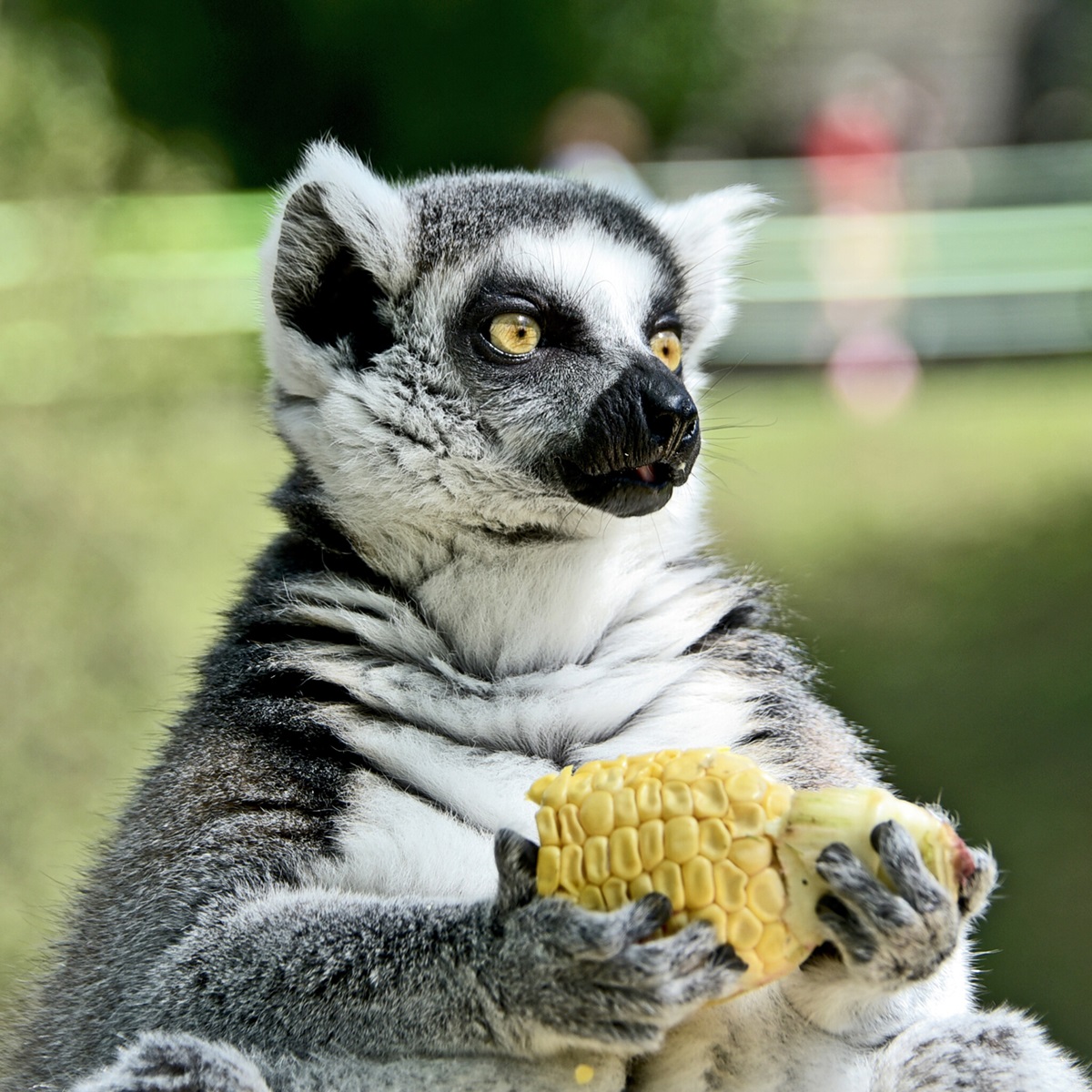 лемури в київському зоопарку