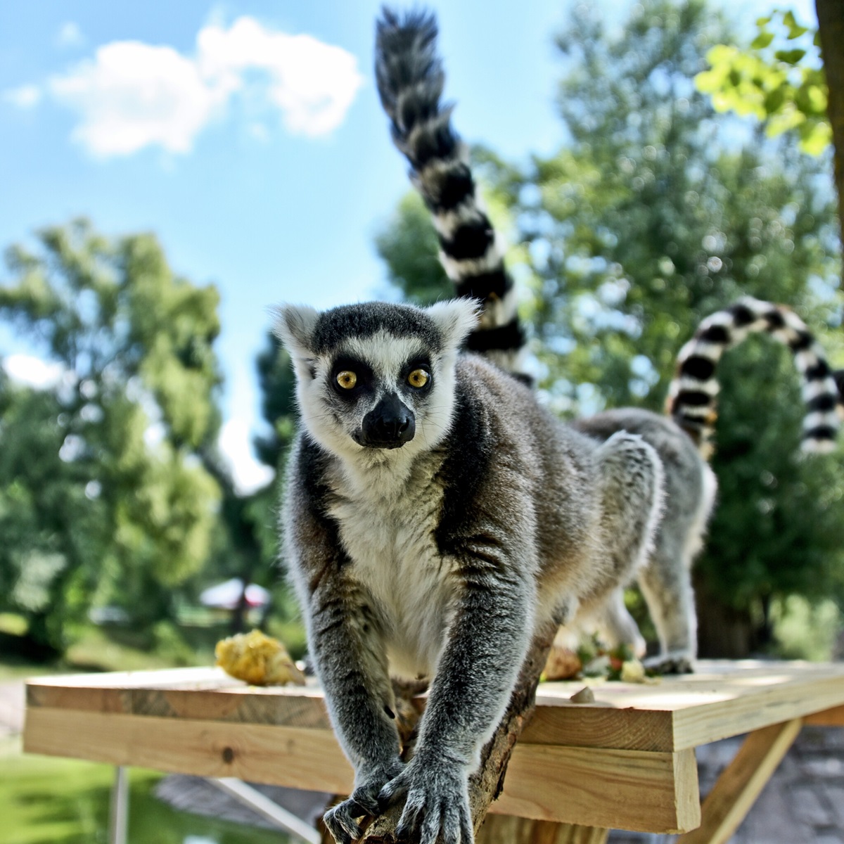 лемури в київському зоопарку