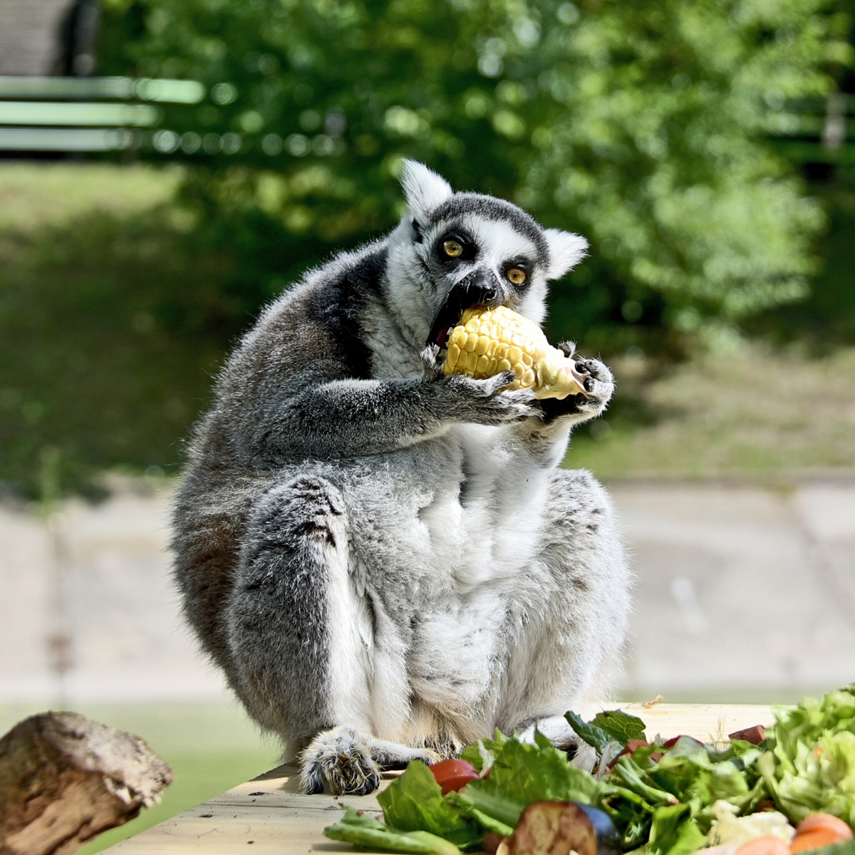 лемури в київському зоопарку