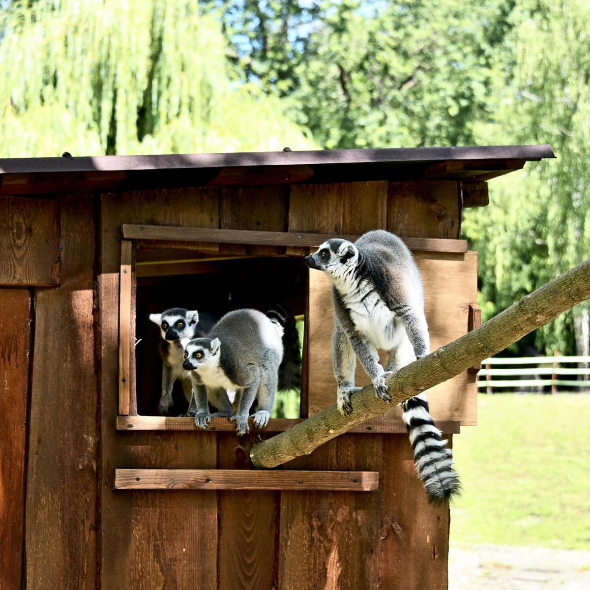 лемури в київському зоопарку