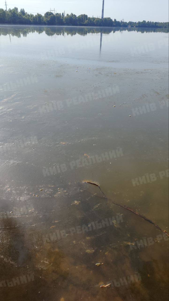 Озеро Тягле вкрилося зеленою плівкою