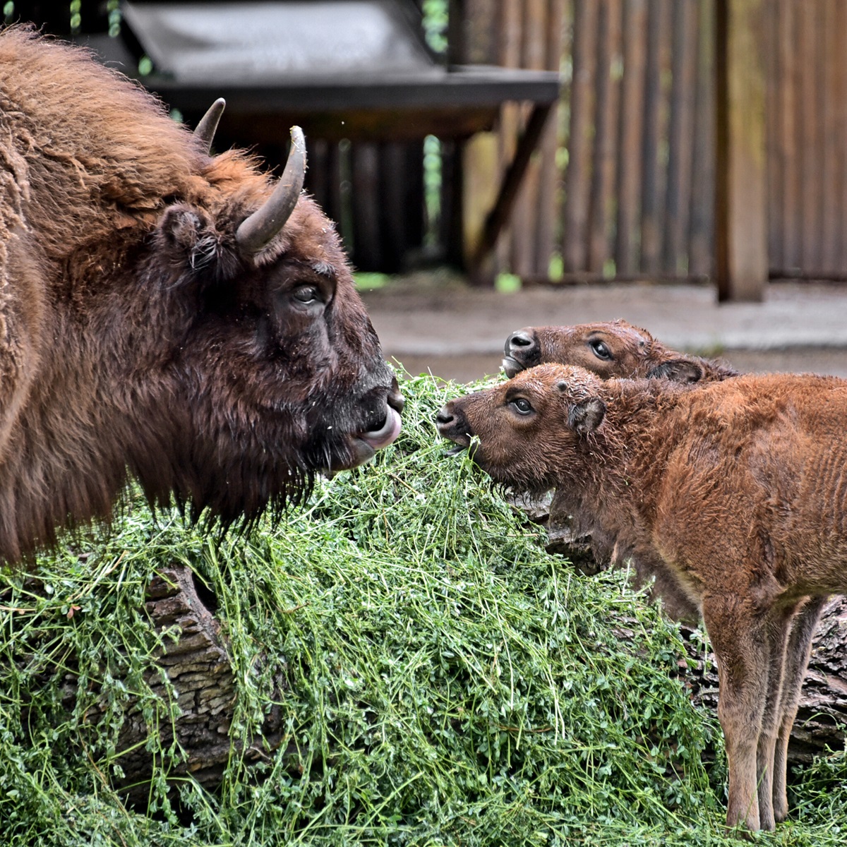 зубри в Київському зоопарку