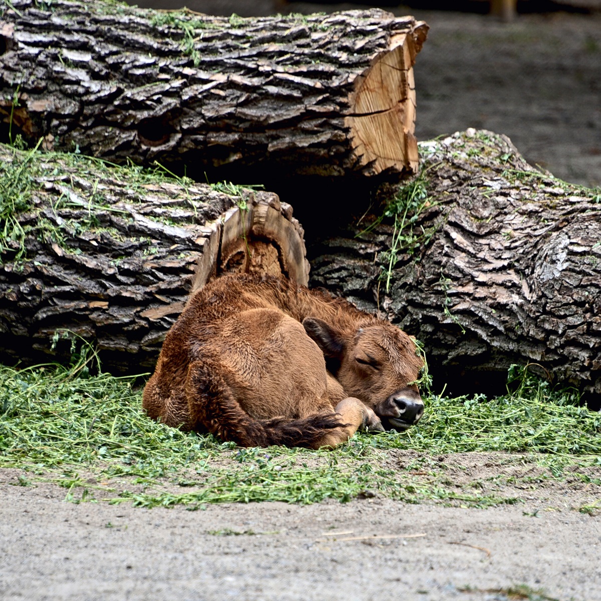 зубри в Київському зоопарку
