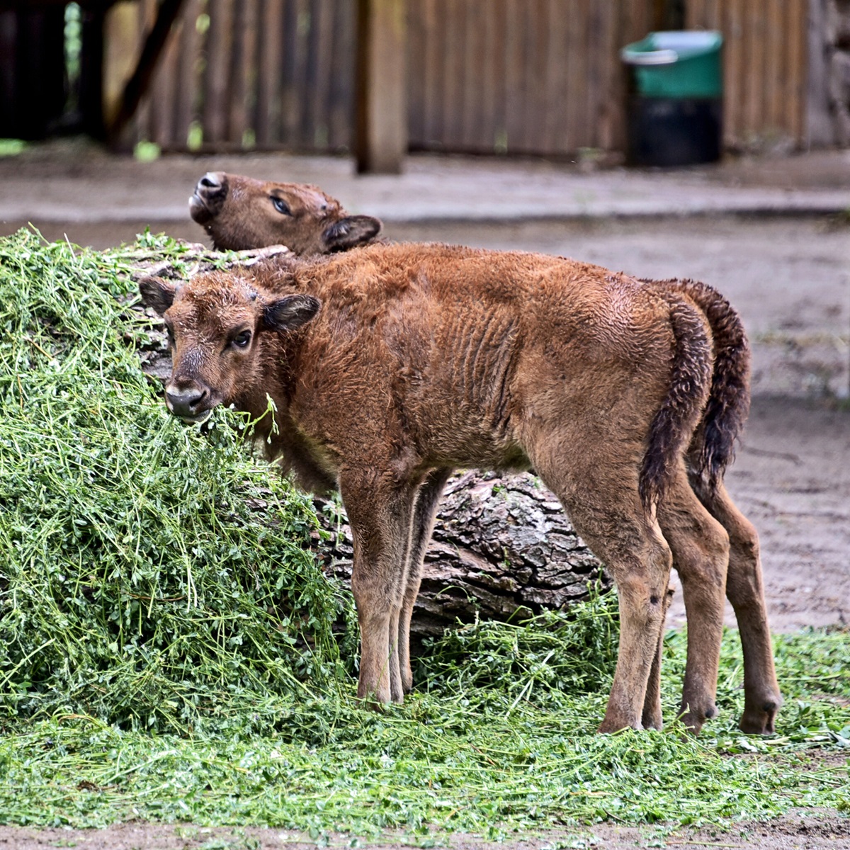 зубри в Київському зоопарку