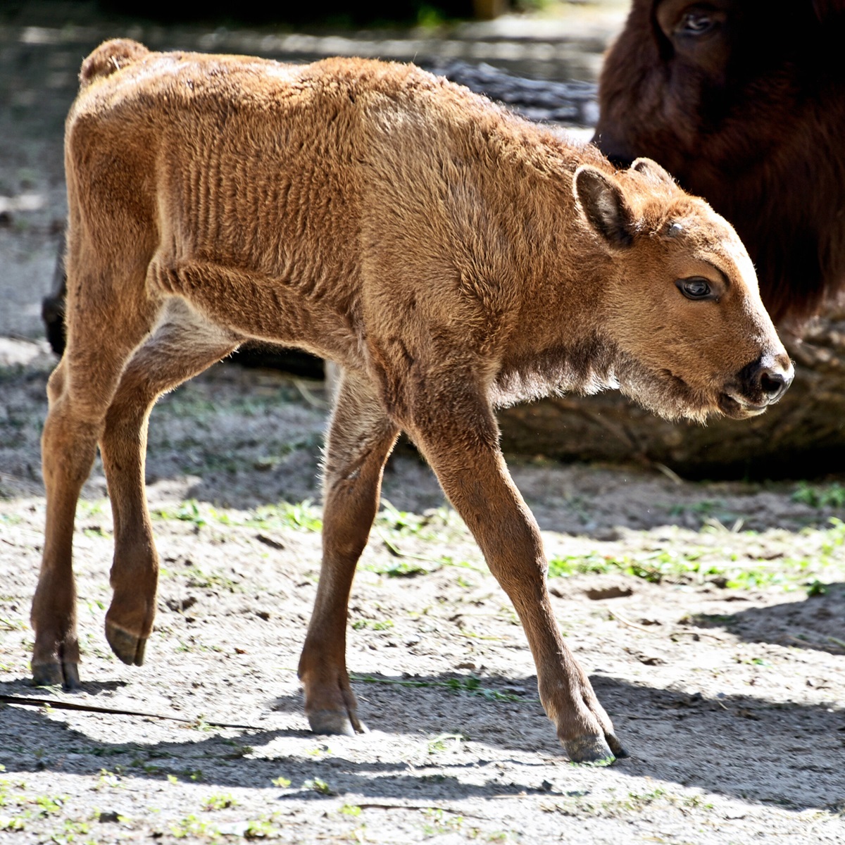 зубри в Київському зоопарку