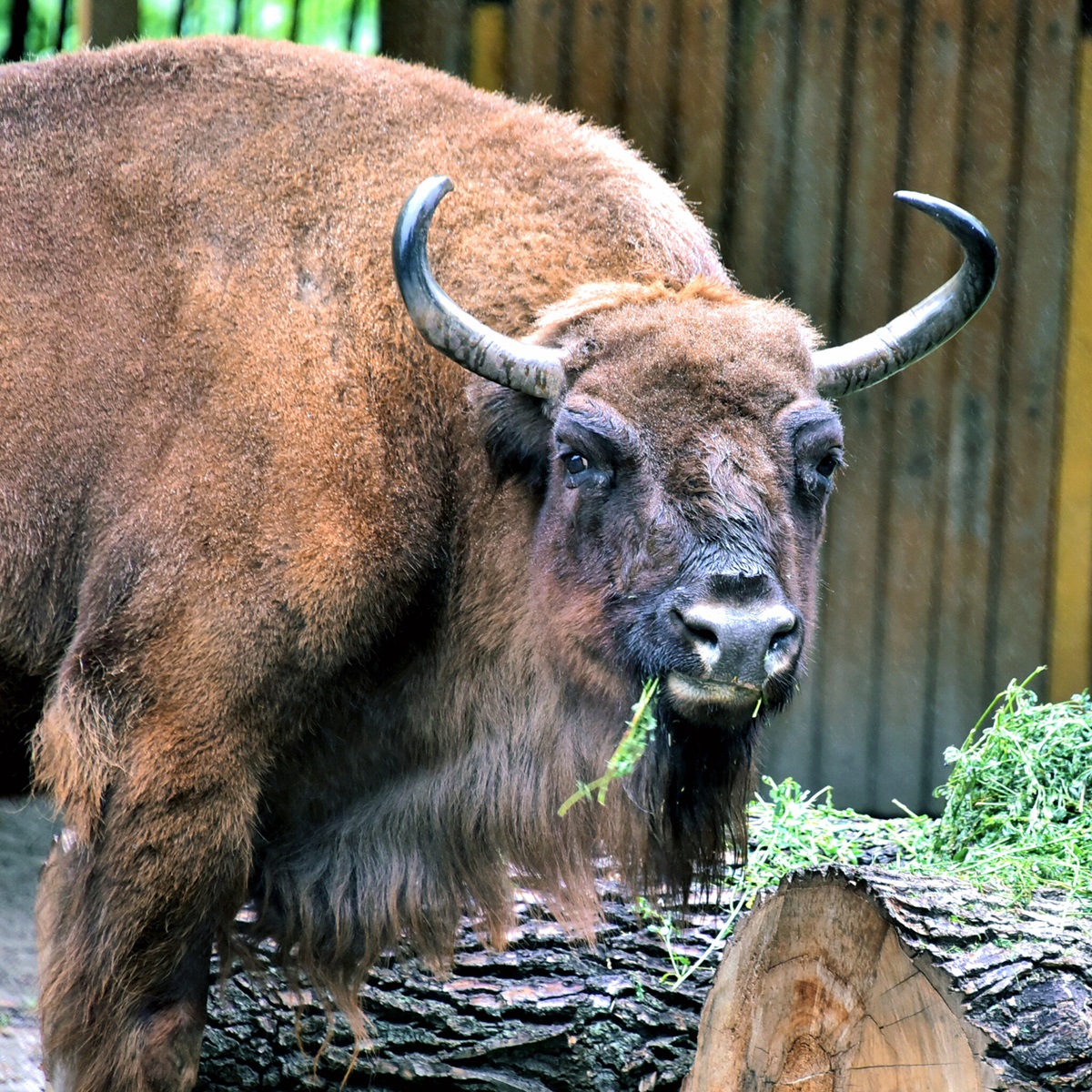 зубри в Київському зоопарку