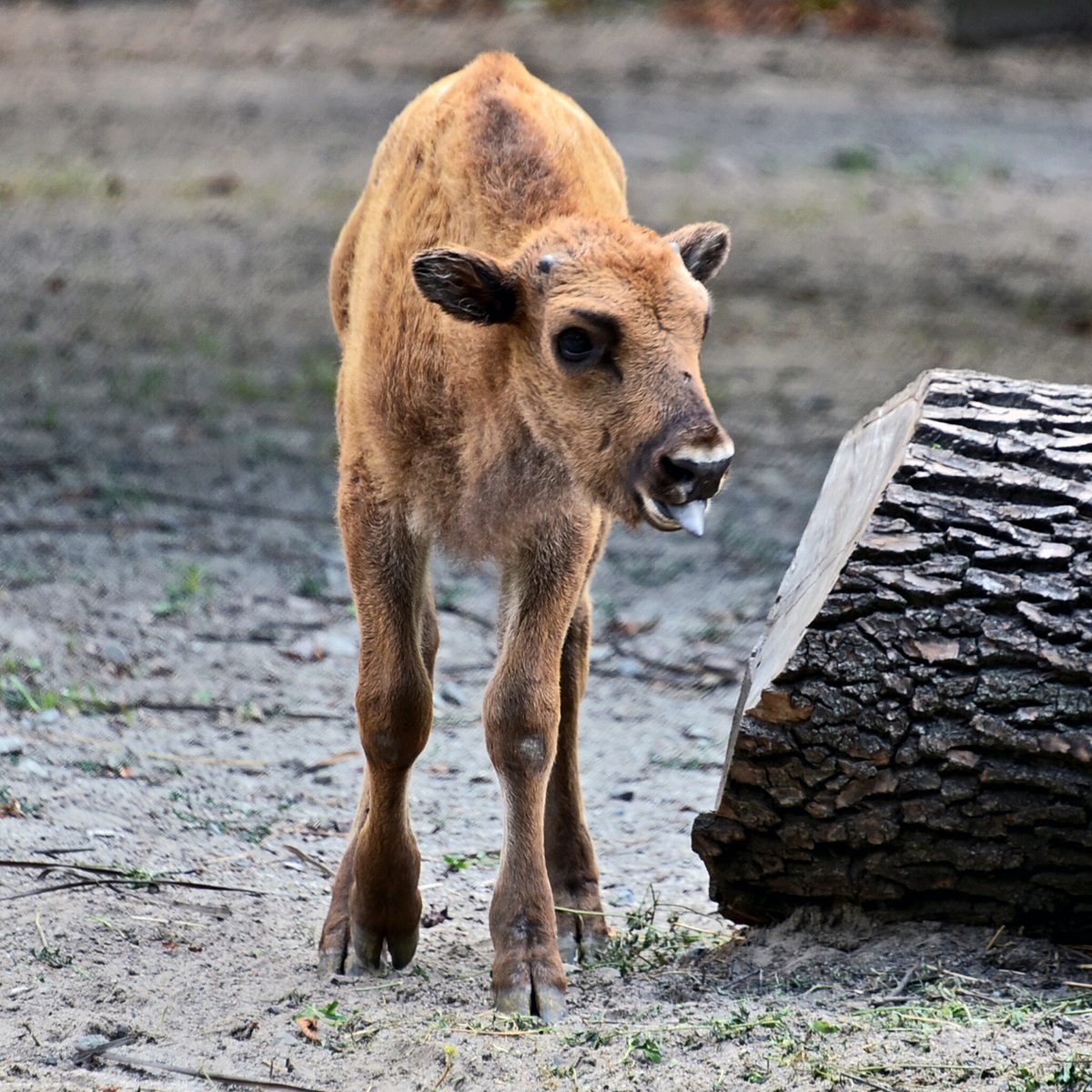 зубри в Київському зоопарку