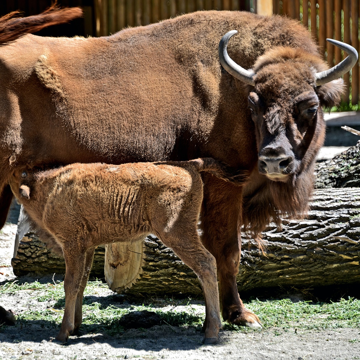 зубри в Київському зоопарку