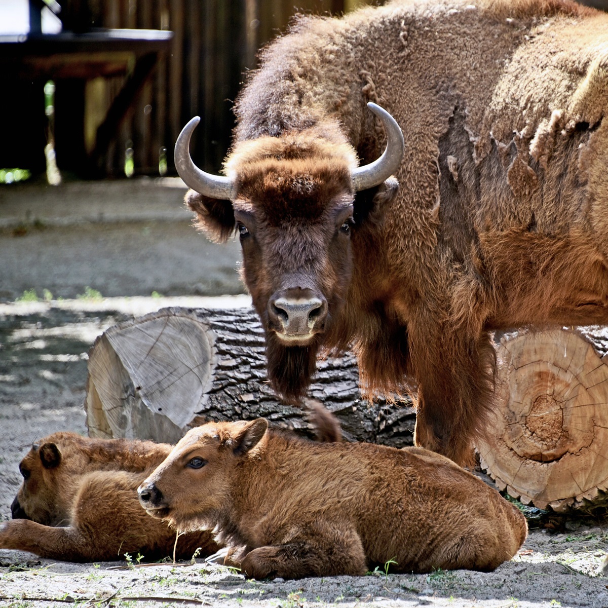 зубри в Київському зоопарку