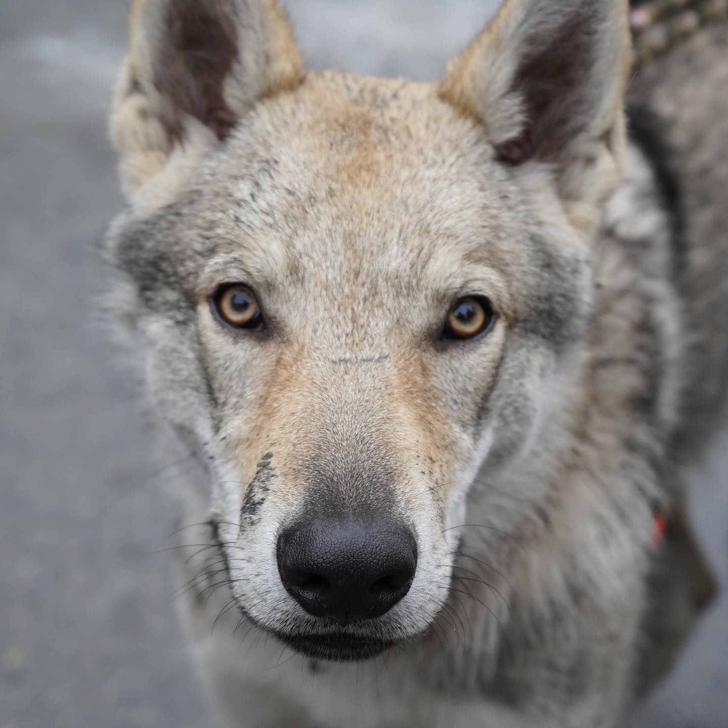 Війна очима тварин