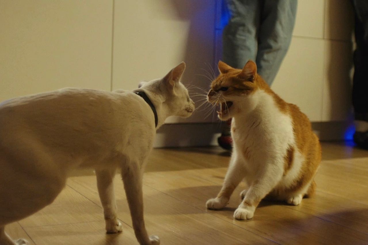 Війна очима тварин