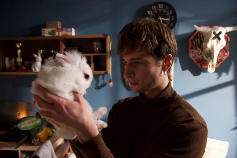 Війна очима тварин