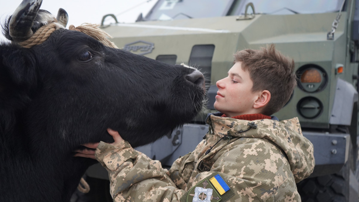 Війна очима тварин