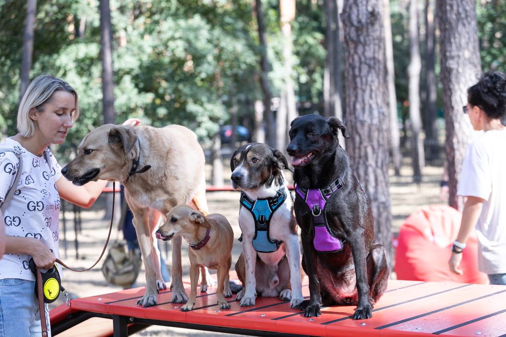 майданчик для собак