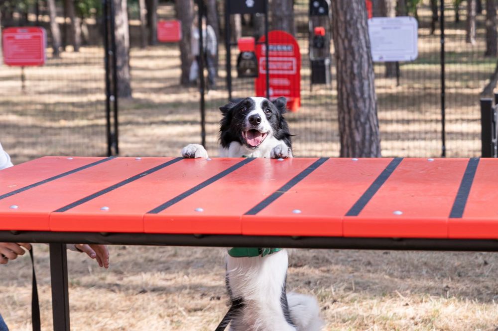 майданчик для собак