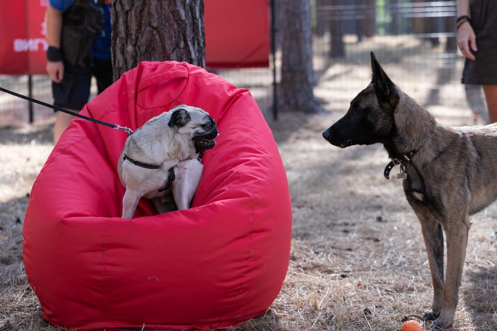 майданчик для собак