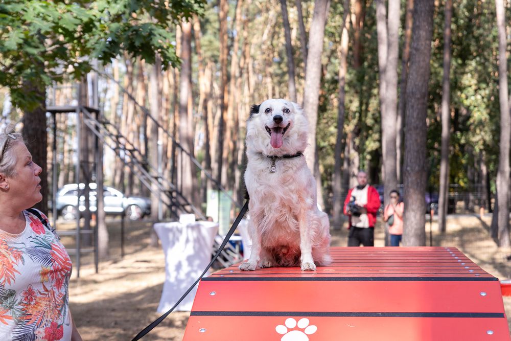 майданчик для собак