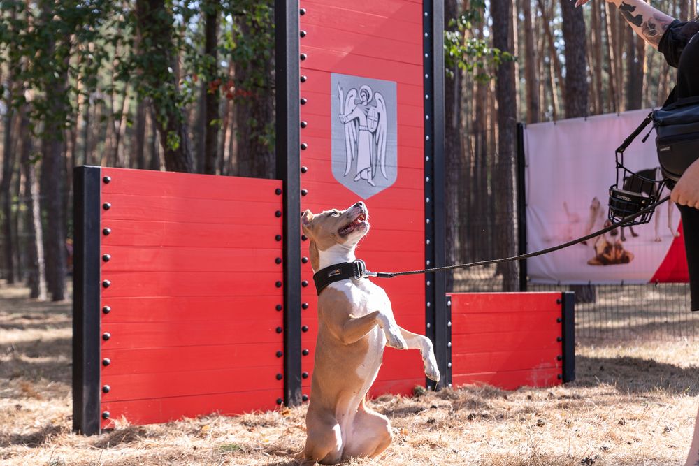 майданчик для собак