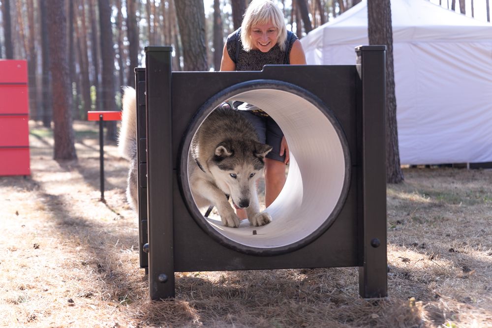 майданчик для собак