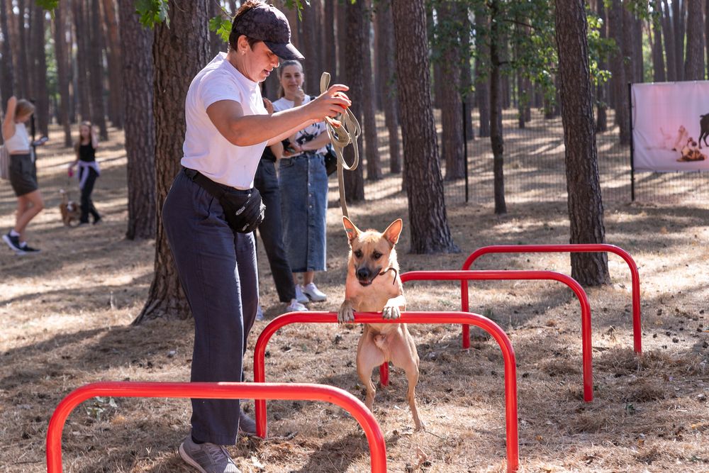 майданчик для собак